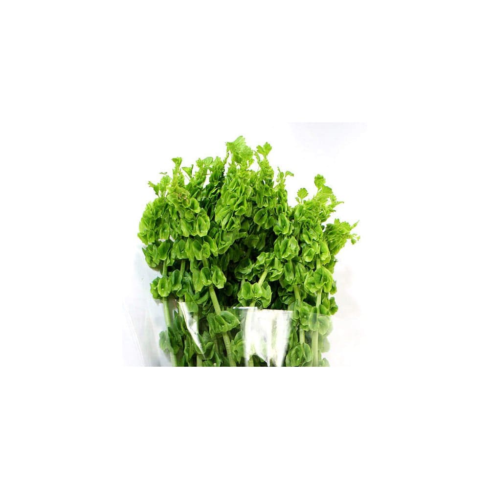 Bells Of Ireland 100 Stems - Fillers & Greenery - Bells