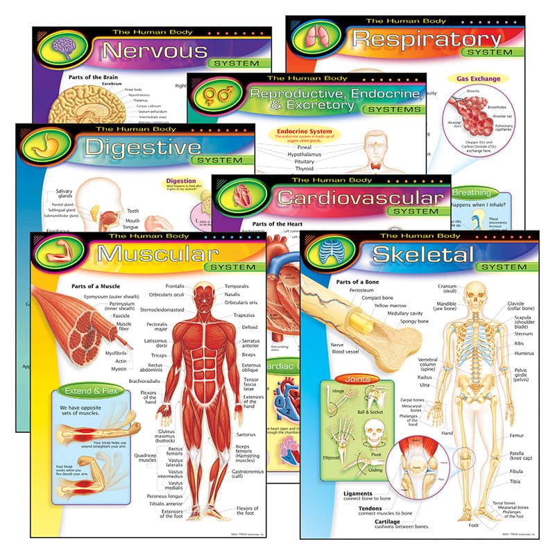 Chart Pk The Human Body 7/Pk 17X22 Gr 5-8 - Science - Trend Enterprises Inc.