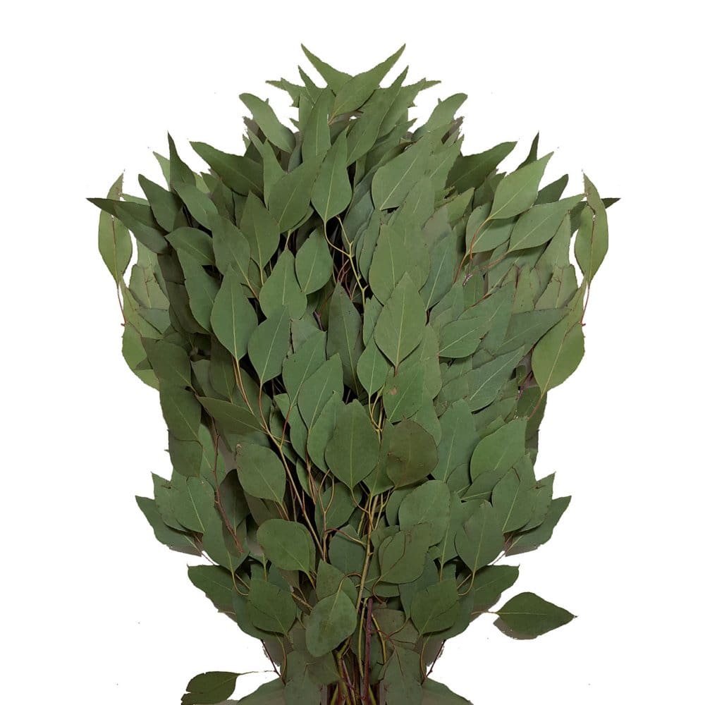 Diamond Silver Dollar Eucalyptus (40 stems) - Seasonal Flowers - Diamond