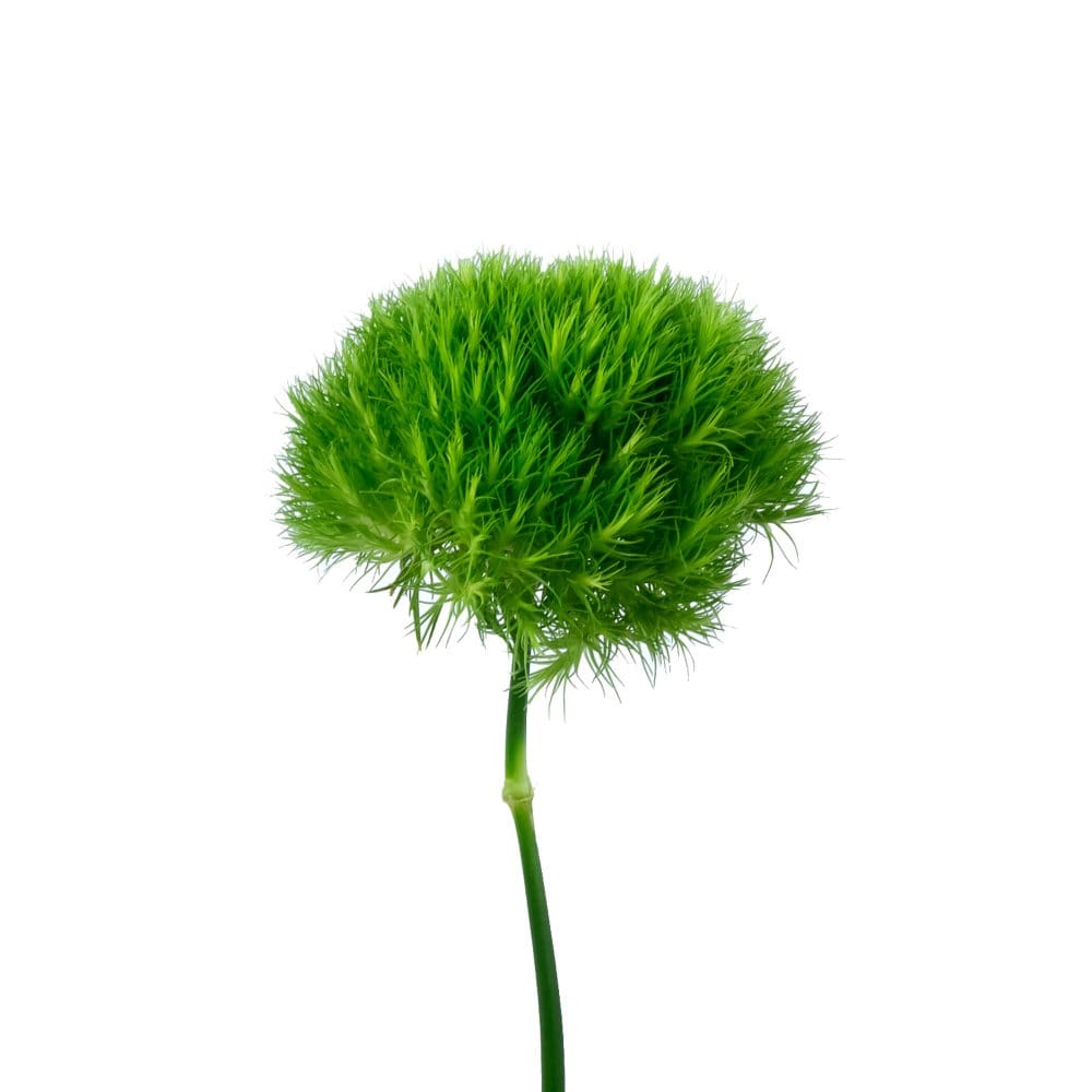 Dianthus Flowers Green (100 stems) - Fillers & Greenery - Dianthus
