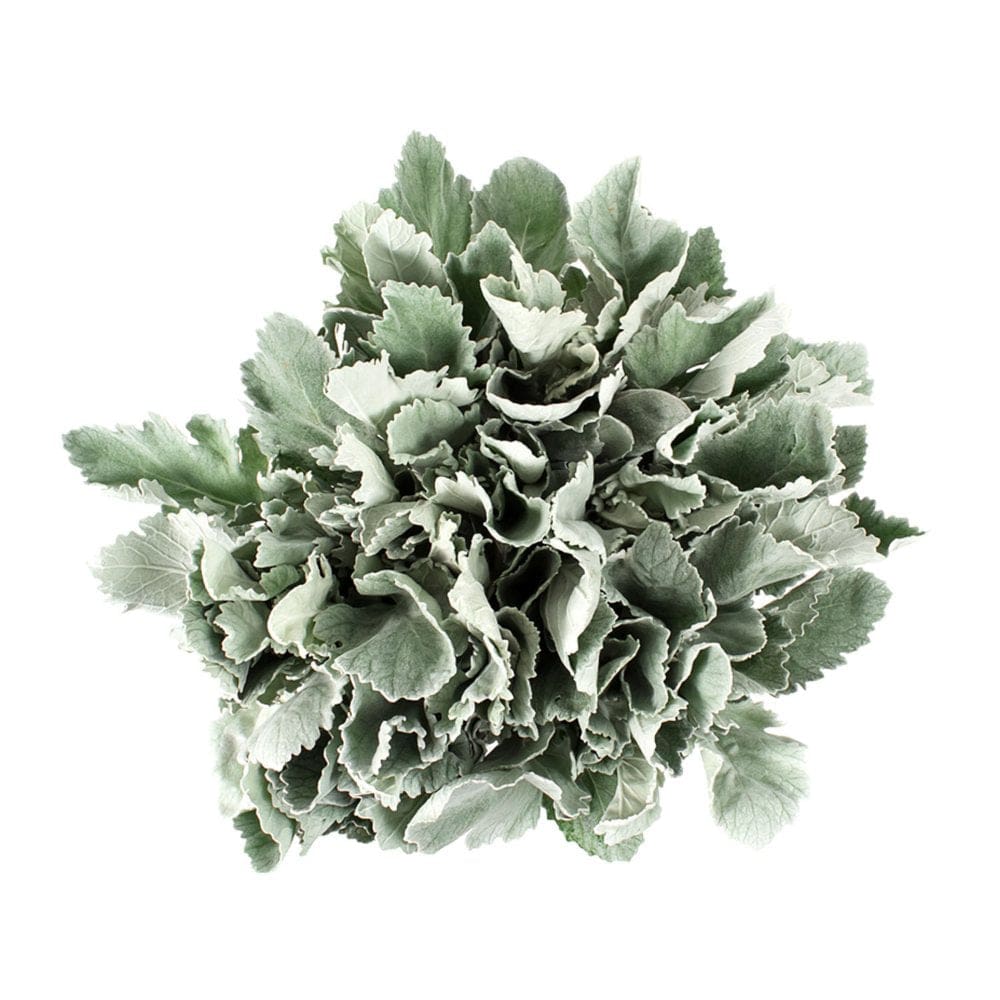 Dusty Miller (100 stems) - Fillers & Greenery - Dusty