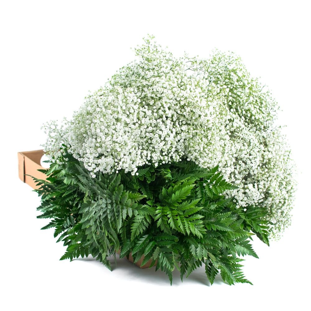 Gypsophila and Leatherleaf (10 bunches) - Fillers & Greenery - Gypsophila