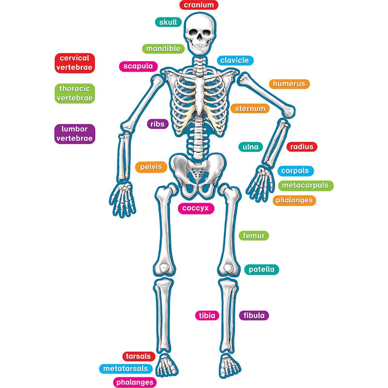 Human Skeleton Magnetic Accents (Pack of 6) - Human Anatomy - Teacher Created Resources