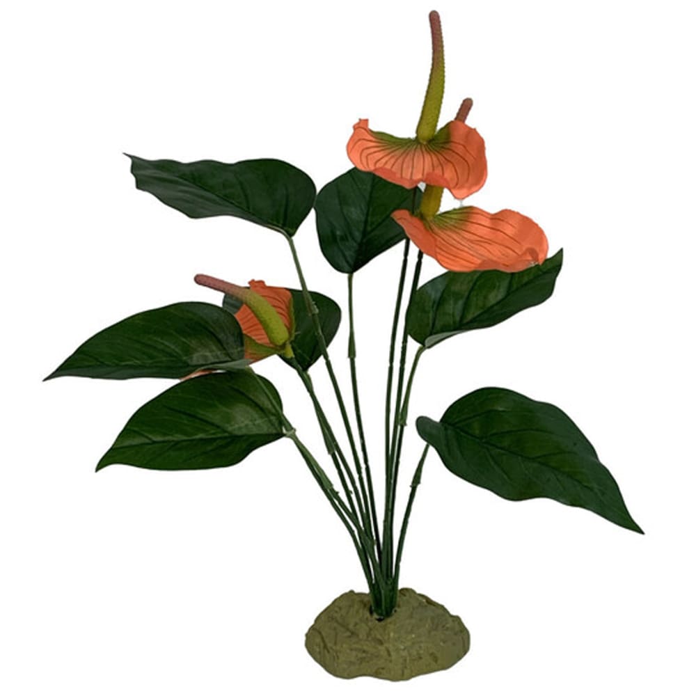 Komodo Anthurium Bush w- Gravel - Pet Supplies - Komodo