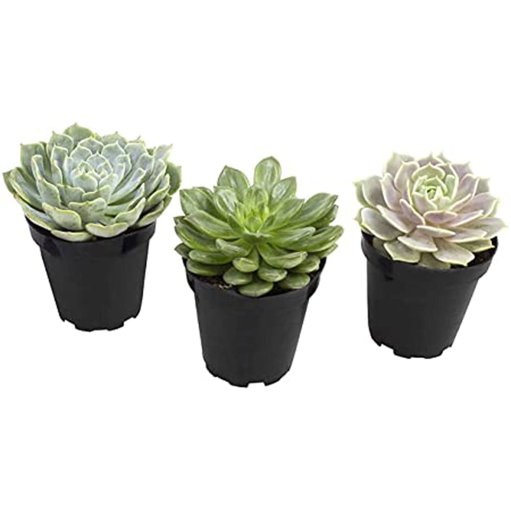 Komodo Desert Succulent Plant Yellow Green; 1ea-3 pk - Pet Supplies - Komodo