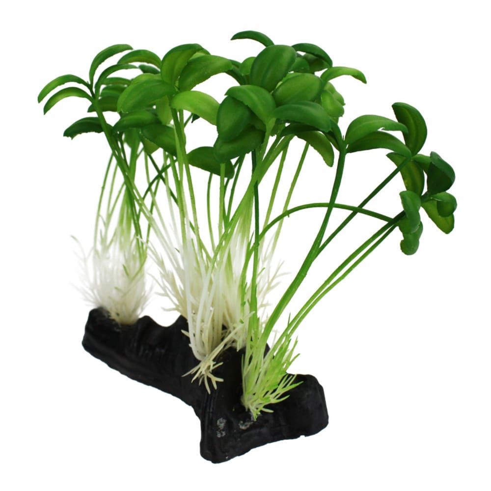 Komodo Sprout Plant 1ea-One Size - Pet Supplies - Komodo