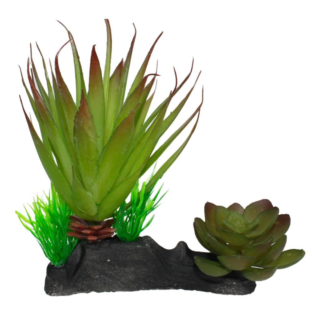 Komodo Succulent Plant 1ea-One Size - Pet Supplies - Komodo