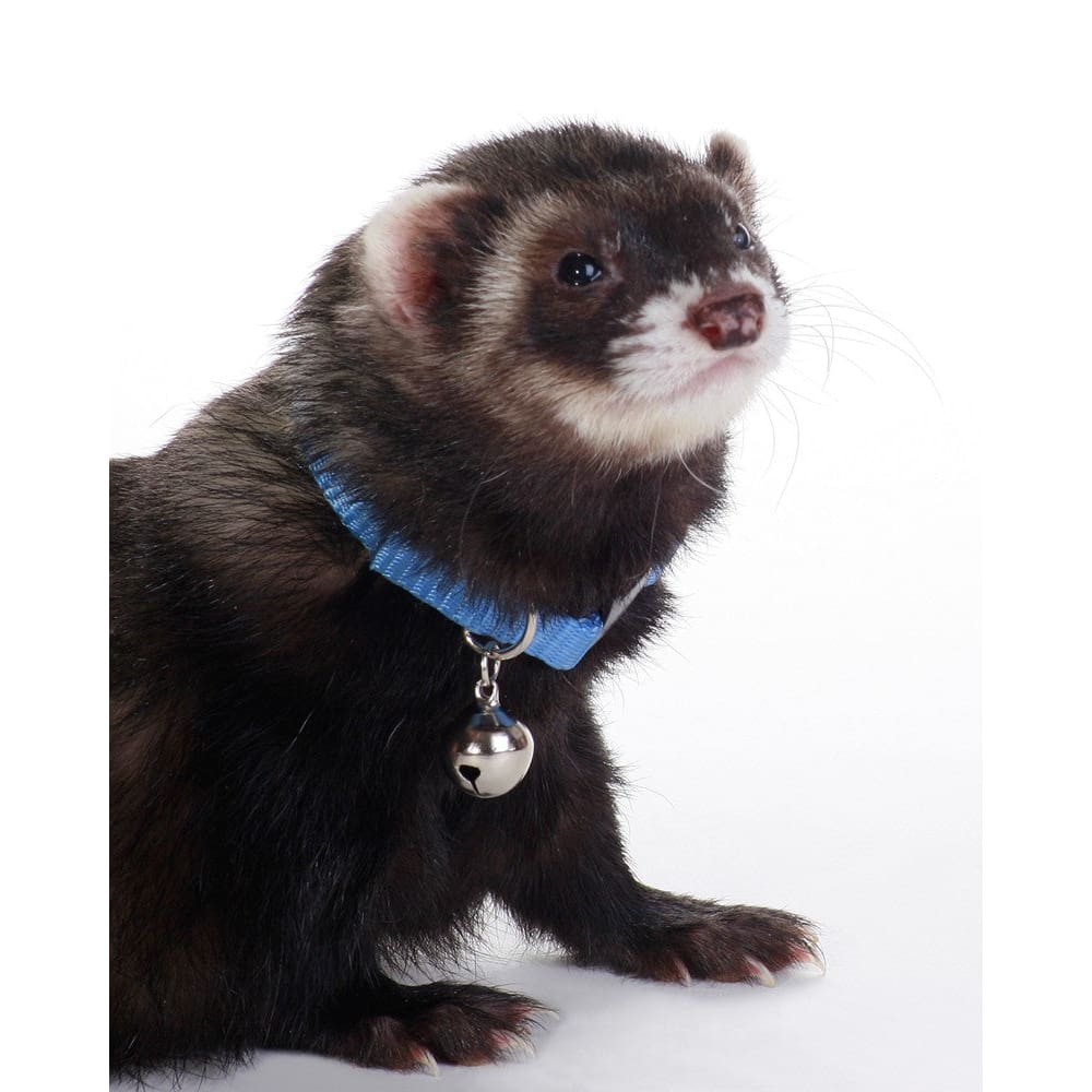 Marshall Pet Products Ferret Bell Collar Blue 3/8 in - Pet Supplies - Marshall