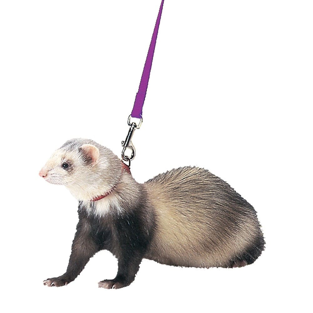 Marshall Pet Products Ferret Harness and Lead Set Purple - Pet Supplies - Marshall