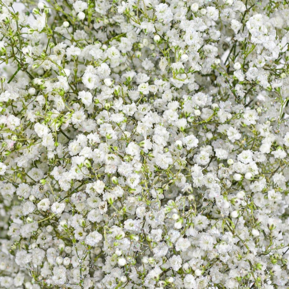 Member’s Mark Gypsophila Glitter (60 stems) - Fillers & Greenery - Member’s Mark