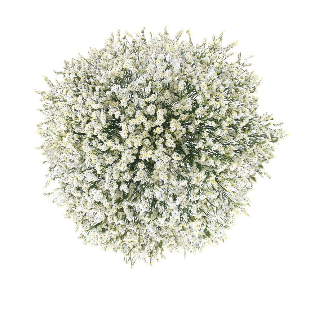 Member’s Mark Pina Colada Limonium (60 stems) - Fillers & Greenery - Member’s Mark