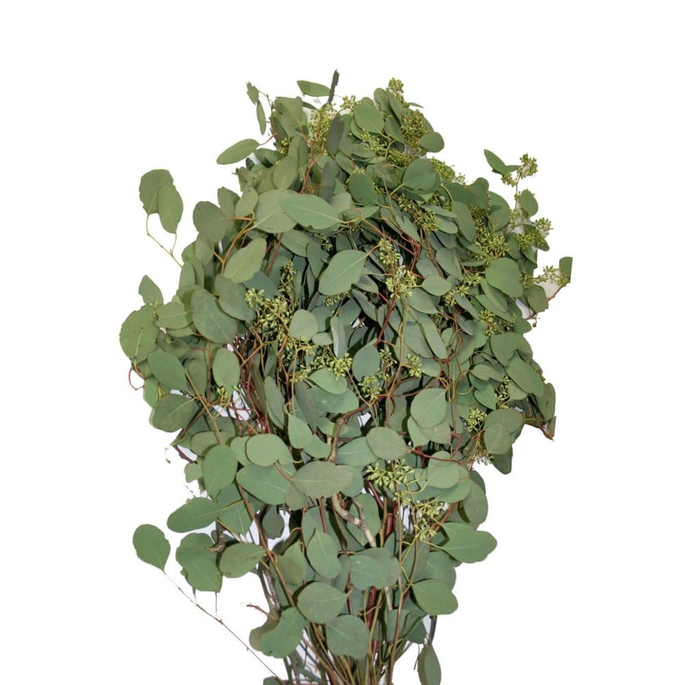 Member’s Mark Seeded Eucalyptus Greenery (40 stems) - Seasonal Flowers - Member’s Mark