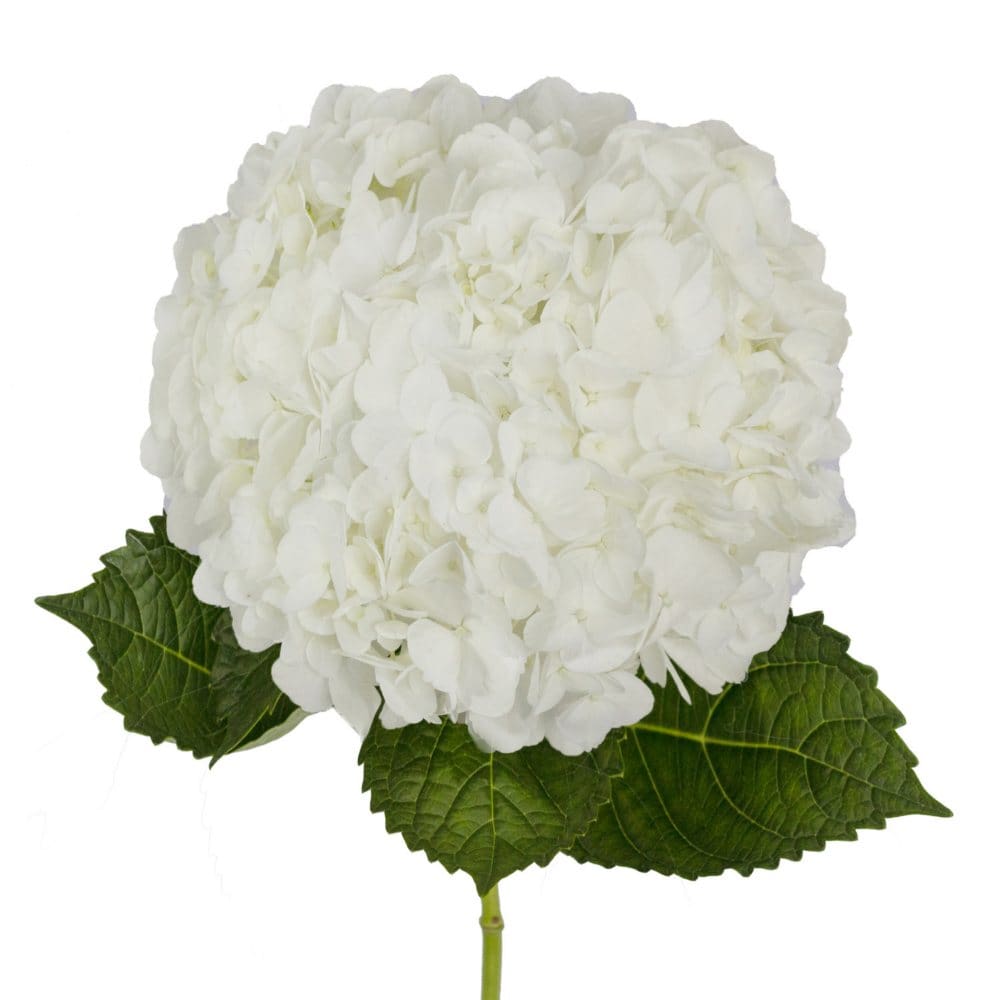 Premium Hydrangea White (30 stems) - Seasonal Flowers - Premium