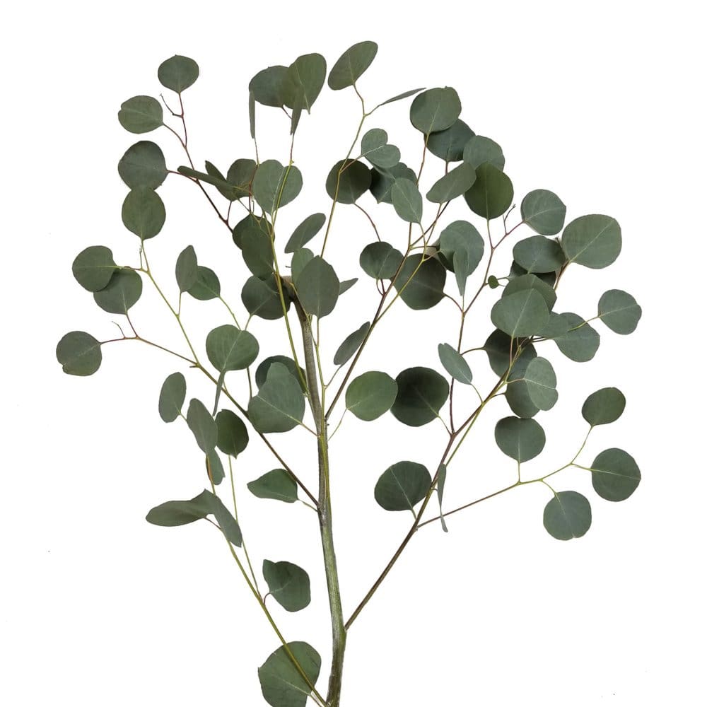 Silver Dollar Eucalyptus (40 stems) - Seasonal Flowers - Silver